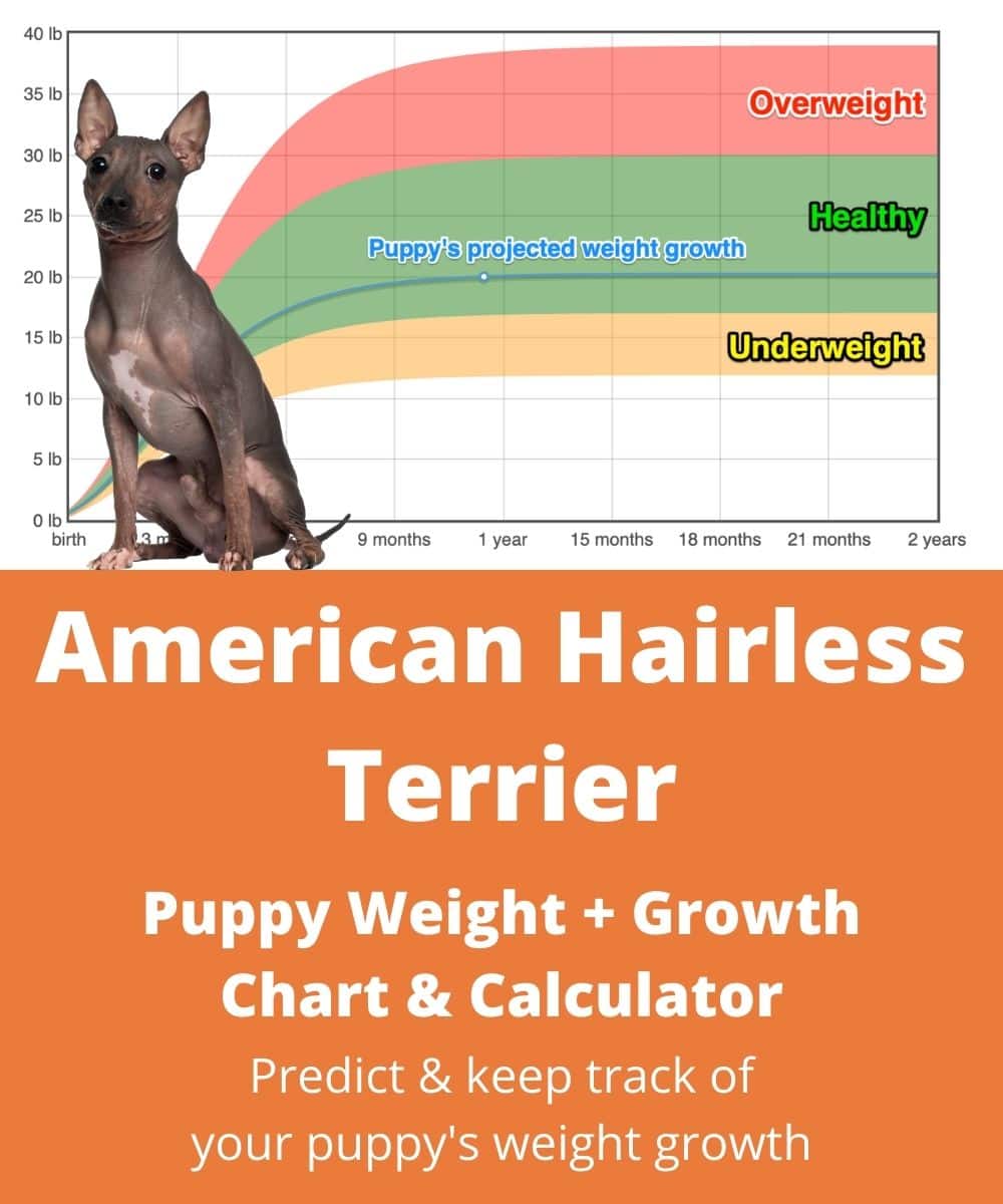 american-hairless-terrier Puppy Weight Growth Chart